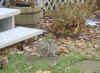 squirrels