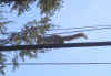 squirrels