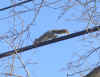 squirrels