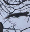 squirrel jumping to tree