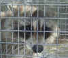 mother raccoon