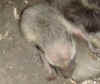 juvenile raccoon