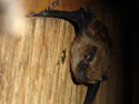 Bat roosting