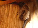Bat roosting