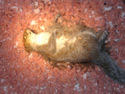 Dead Squirrel found in attic