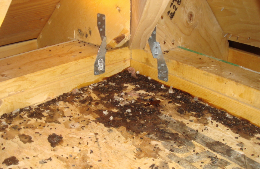 Stop Squirrels in Attic » The Money Pit