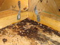 Droppings in attic