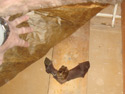 Hibernating bat