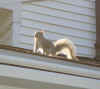 Mr. Gray Squirrel