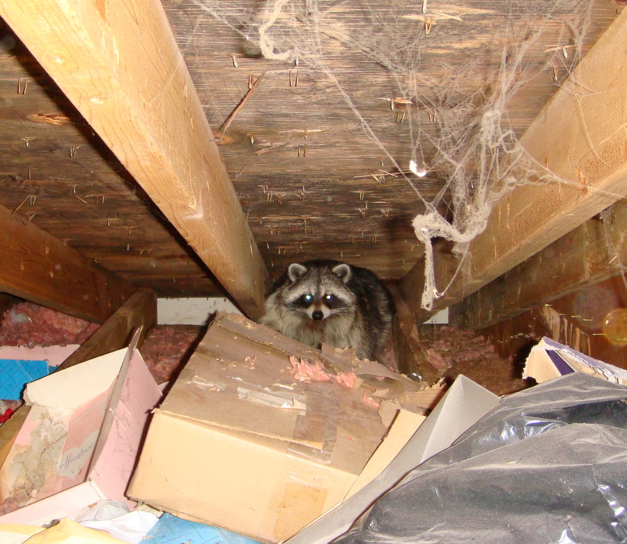 raccoon attic