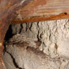 bat nest