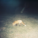 fox1.jpg (384217 bytes)