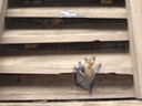 Bats love gable vents!