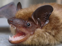 TheSuburban Bat