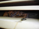 Bats love gable vents!
