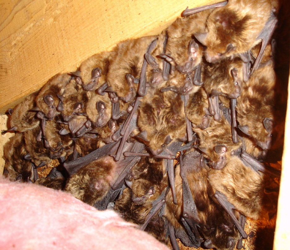How can you get rid of bats in winter?