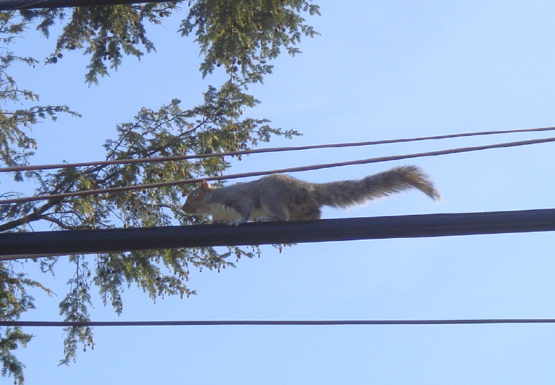 Massachusetts Flying Squirrel Removal–Squirrel Trapping and Exclusion-A  BatGuys Case Study