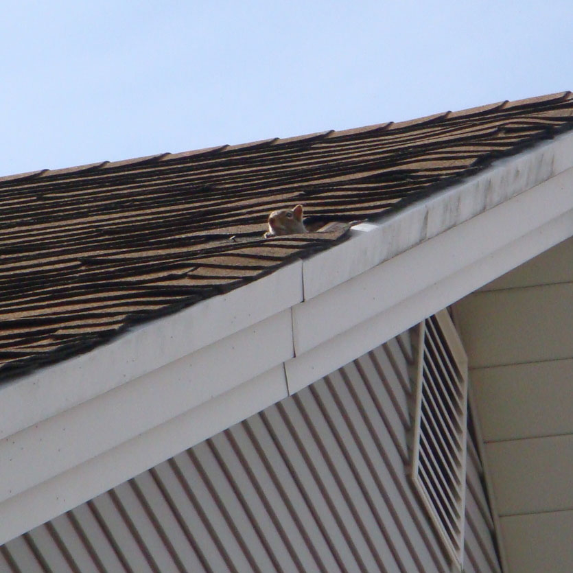 squirrel peaking out of roof