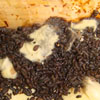 flying squirrel droppings close-up