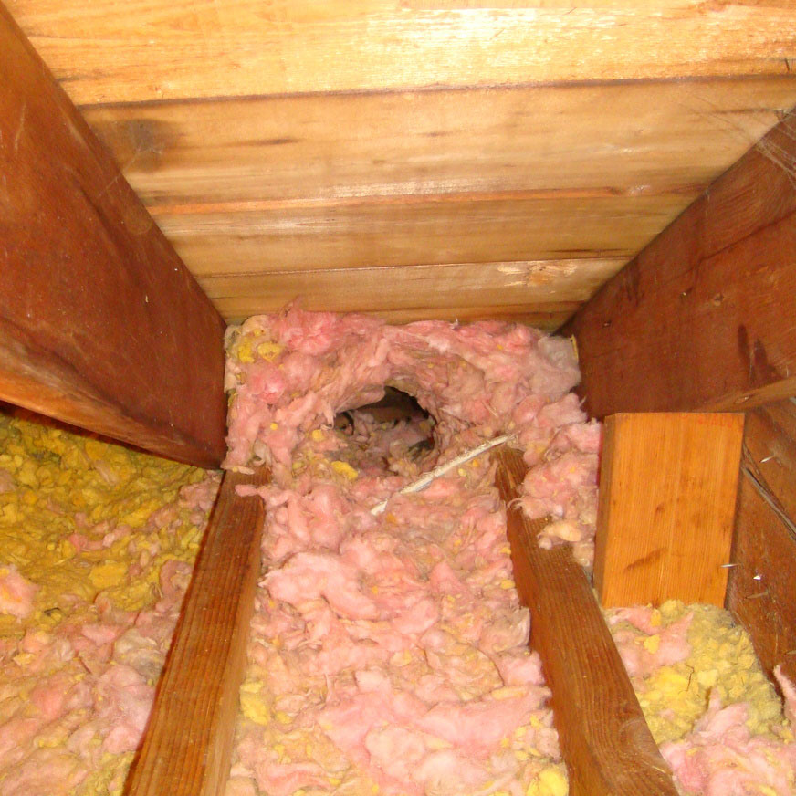 squirrel nest in attic