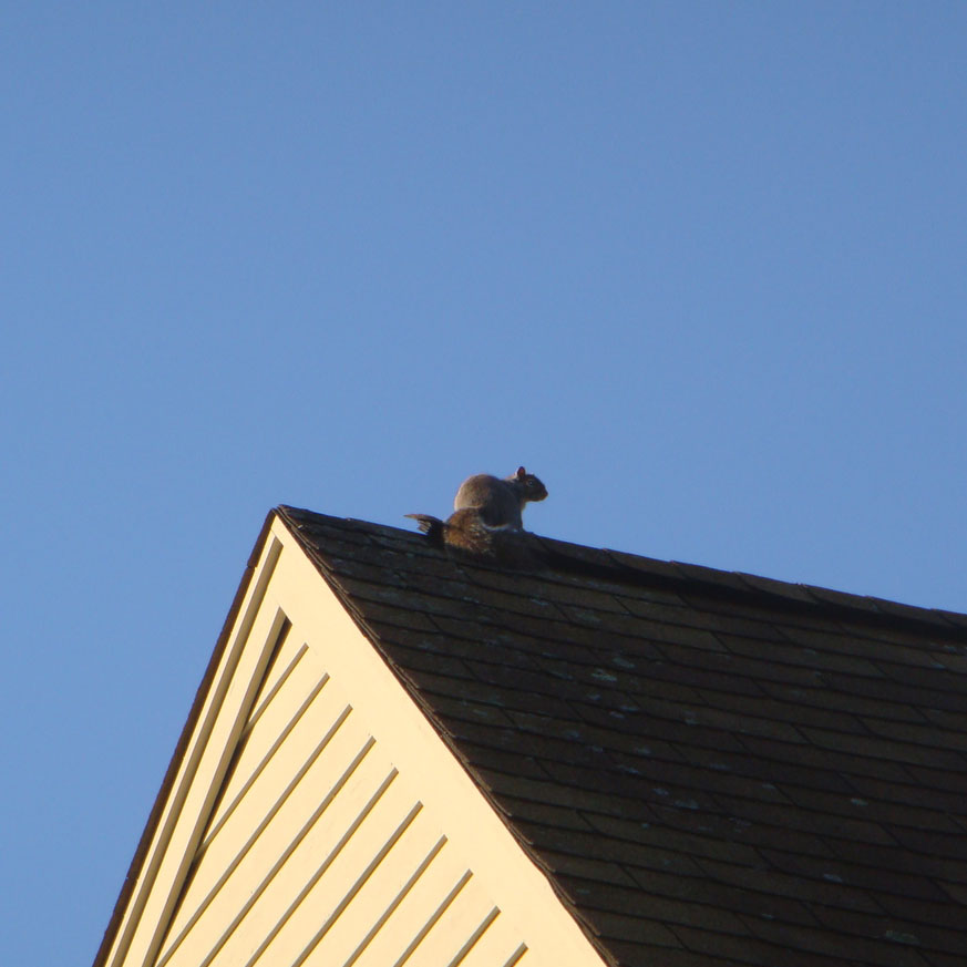 squirrel sitting on roof