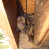 Bat in Corner of House