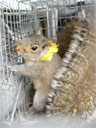 A Gray Squirrel with a yellow neck tie
