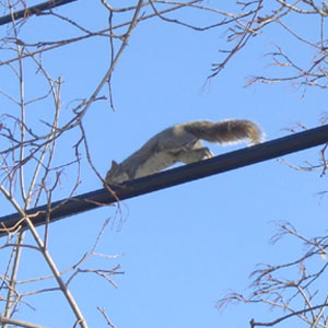Squirrel Wire