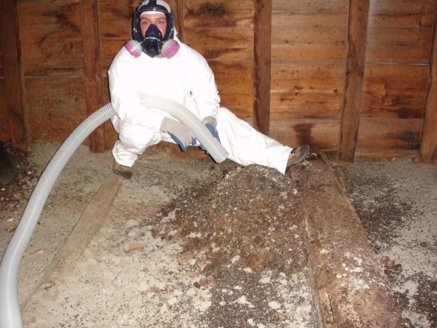 Massachusetts Attic Cleanout, Bat Guano Removal, Insulation Removal, Attic Decontamination and How To Remove Bat Poop From Walls