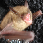 Close-Up of a brown bat, safely netted