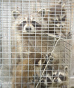 Thumbnail photo of: Caged raccoons