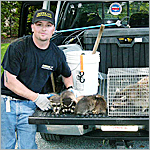captured family of raccoons