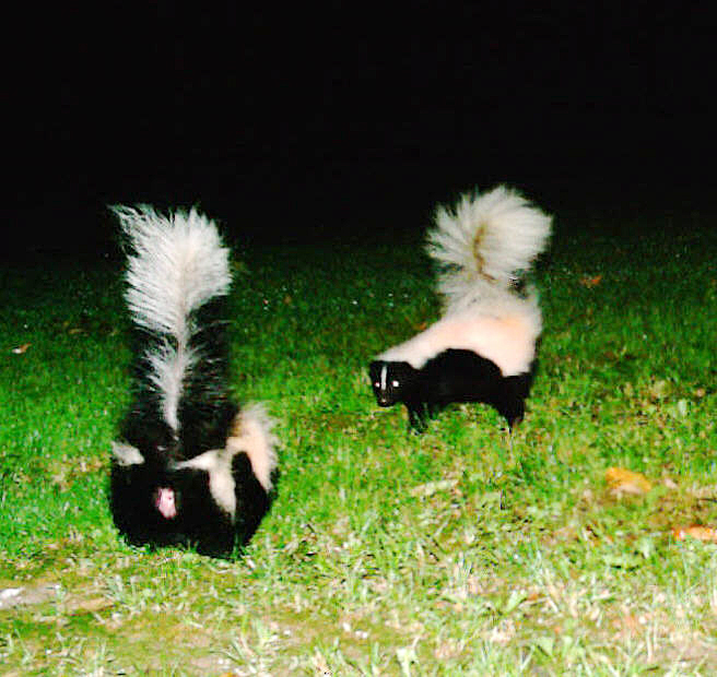 gal-skunks.jpg