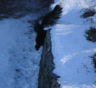 skunk looking down from roof