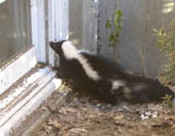 skunk looking in window