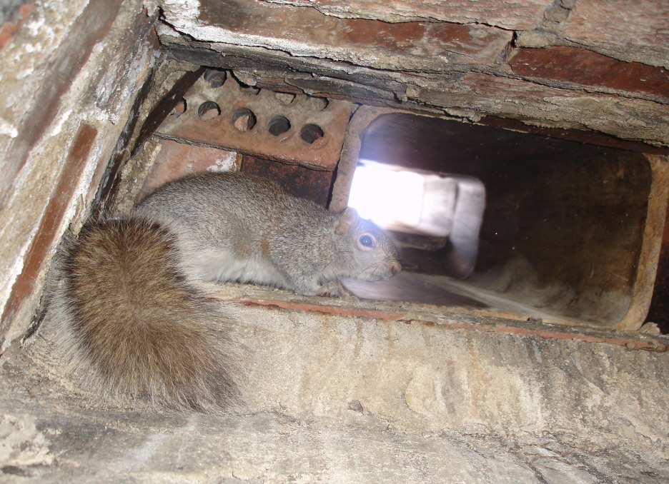 Squirrel Removal In Massachusetts, Squirrel Trapped In Fireplace