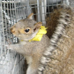Thumbnail photo of: Squirrel with tape around its neck