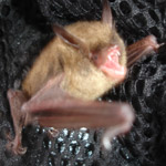 Thumbnail photo of: Small Brown bat
