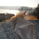 Thumbnail photo of: Bat on a roof