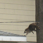 Thumbnail photo of: Raccoons on the roof