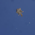 Thumbnail photo of: Flying squirrels in flight