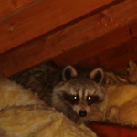 Thumbnail photo of: Raccoons in the attic