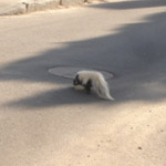 Thumbnail photo of: Skunk in the street