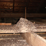 Thumbnail photo of: Large pile of guano in an attic