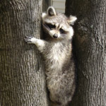 raccoon hanging out in a tree