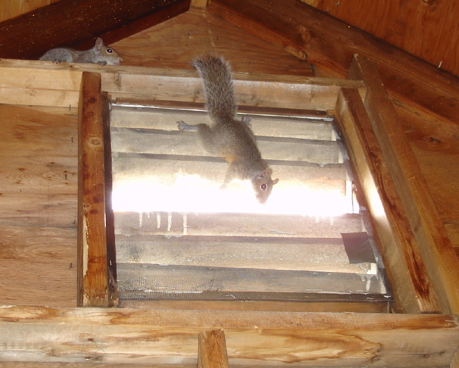 How to get squirrels out from inbetween walls of my house, humanely? After  patching one hole they've created another. How can I get them out and  prevent them from creating more holes