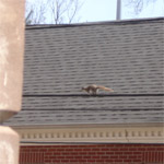 Squirrel in Providence