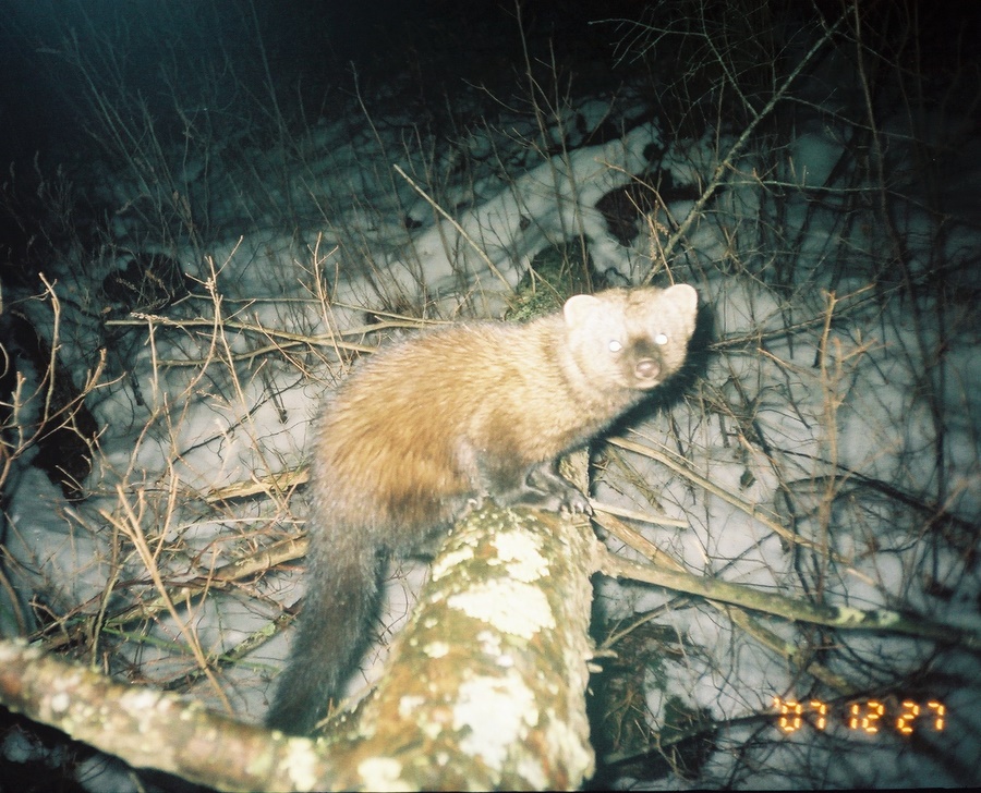 43 Top Photos Trapping Fisher Cats Massachusetts : Fisher Cat Attacked Boy in Rehoboth, MA | Fisher Cat Screech