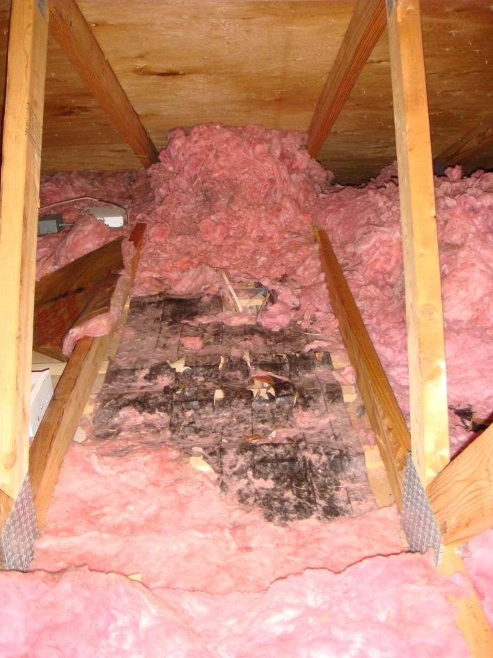 How to Kill Flying Squirrels in the Attic or House